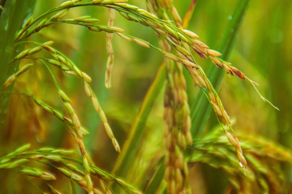 Riceland, Purina Announce Partnership for Sustainably Grown Rice