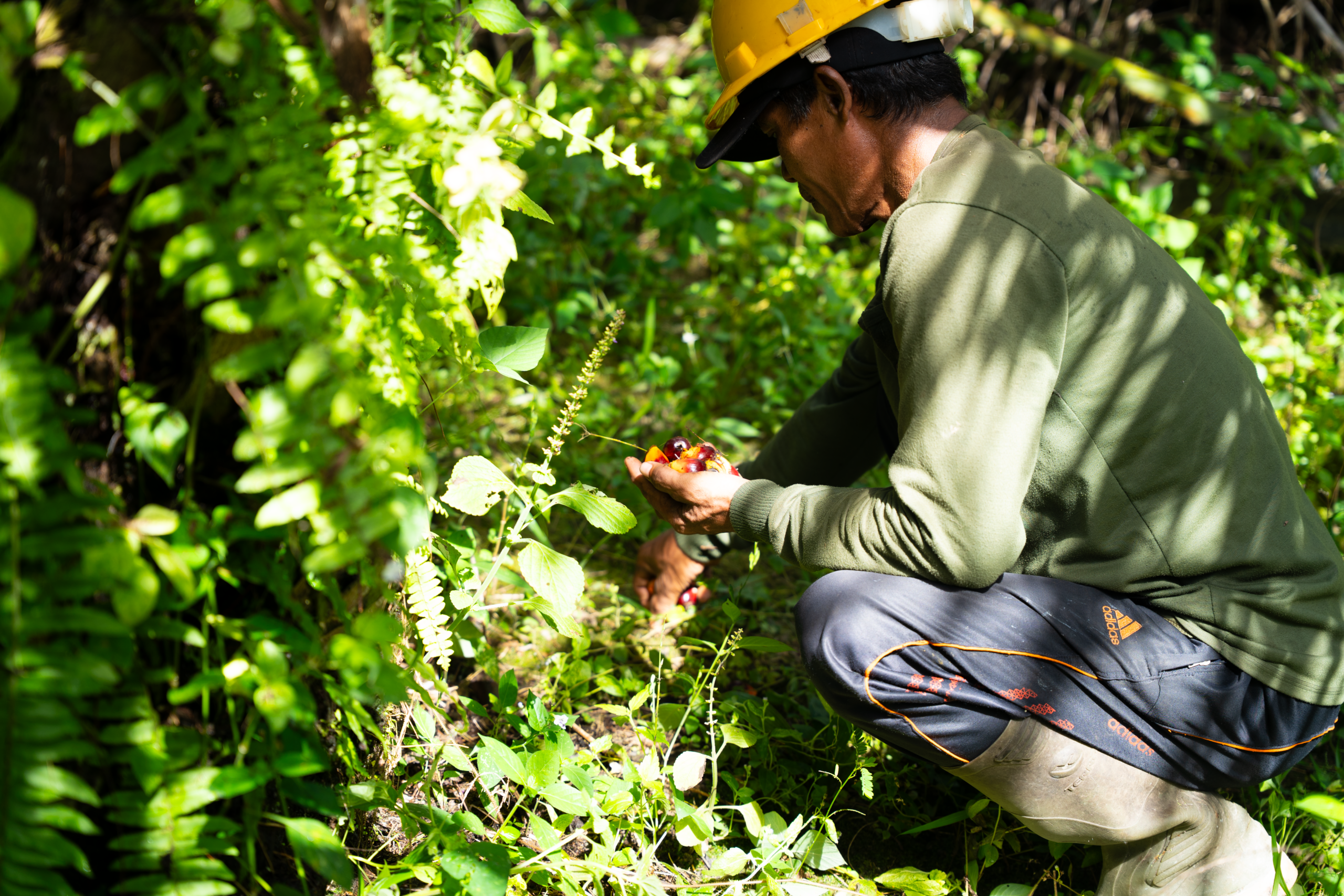 Arva farmer ecosystem